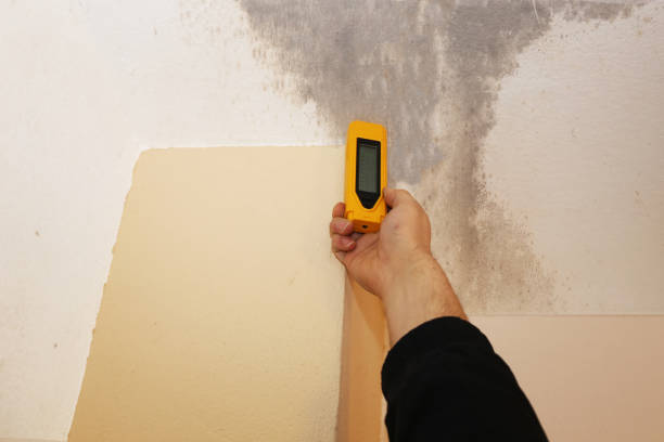 Best Mold Odor Removal Services  in Stock Island, FL
