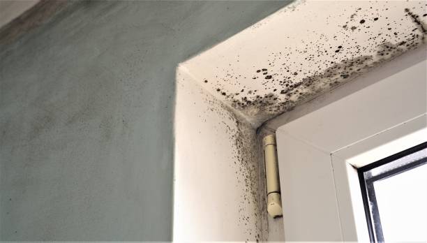 Best Real Estate Mold Inspection  in Stock Island, FL