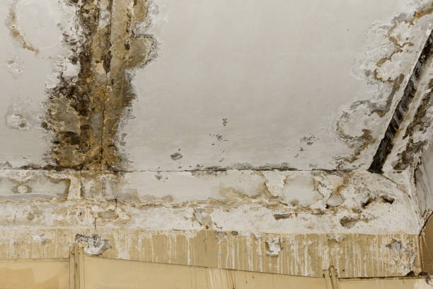  Stock Island, FL Mold Removal Pros