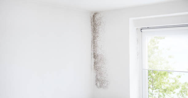 Best Indoor Air Quality Assessment  in Stock Island, FL