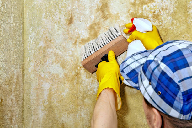 Best Mold Remediation for Healthcare Facilities  in Stock Island, FL