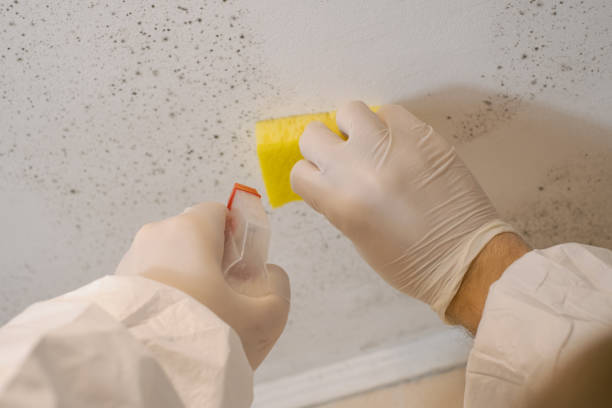 Best Post-Remediation Verification Testing  in Stock Island, FL