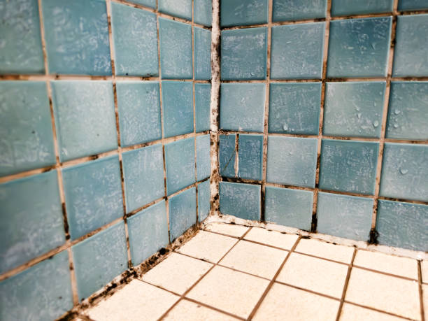Best Comprehensive Air Testing for Mold Contaminants  in Stock Island, FL