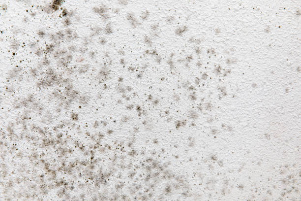 Best Mold Removal for HVAC Installations  in Stock Island, FL