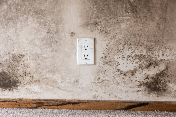 Mold Remediation for Vacation Homes in Stock Island, FL