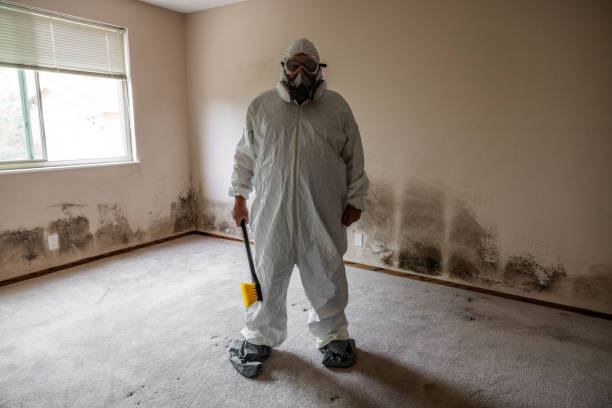 Best Attic Mold Removal  in Stock Island, FL
