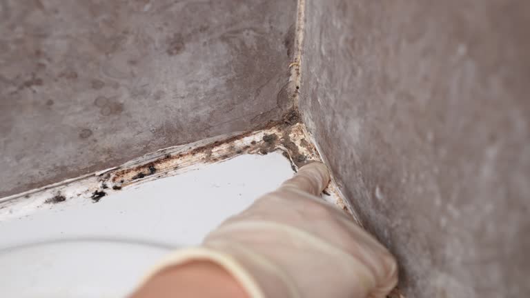 Best Mold Odor Removal Services  in Stock Island, FL