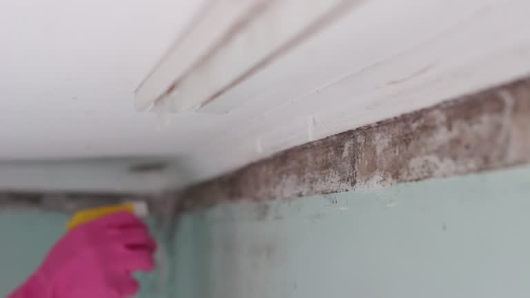 Best Emergency Mold Remediation  in Stock Island, FL