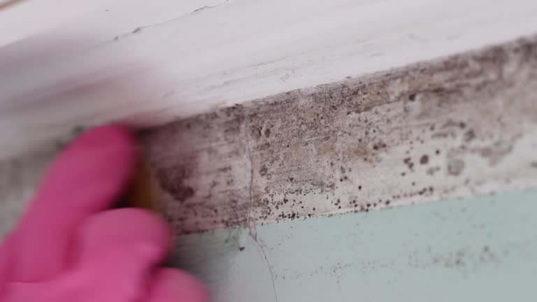Best Attic Mold Removal  in Stock Island, FL